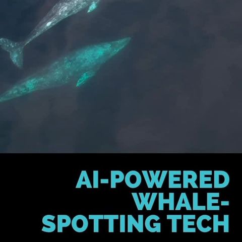 Gray whales have been increasingly stopping by the San Francisco Bay during their migration from Ala