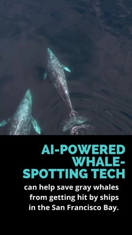 Gray whales have been increasingly stopping by the San Francisco Bay during their migration from Alaska to Mexico for the past decade.  Because the bay is so heavily trafficked, sh